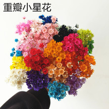 永生小雏菊太阳花巴西小星花真花干花花束花头DIY戒指花材料包