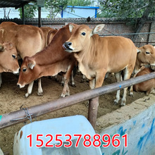 鲁西黄牛苗肉牛犊怀孕大母牛改良鲁西黄牛养殖场常年供应活牛苗