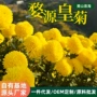 婺源江西一手定制菊