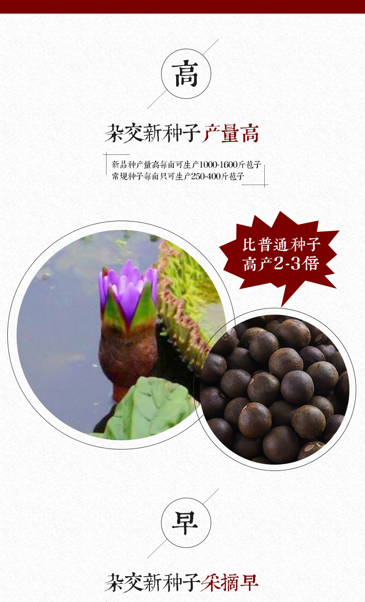 Qian Shi Gorgon Fruit Seeds Euryale Ferox Hybrid Variety Thin Shell Large Seed High Yield overview