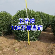 卫矛球胶东卫矛绿篱卫矛大杯苗小叶胶州卫矛冬青卫矛球扶芳藤球