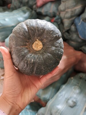 新鲜当季缅甸贝贝南瓜|ms