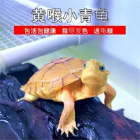 Жёлтогорлая маленькая черепаха (южный Аньхой) — живой питомец, размеры 2–16 см