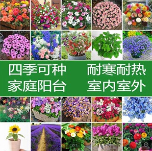 [Electronic Commerce Purchase] Explosive Potted Seeds Bloom Continuously and Indoor and Outdoor Four-Season Planting Easy-To-Live Potted Florals