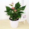 Red palm flower potted Palm Palm white palm flower indoor hydroponic cultivation four seasons flowers and plant green plants