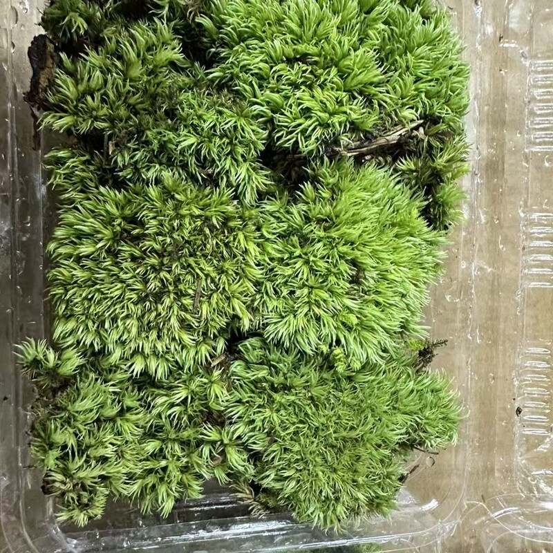 Moss micro landscape plant fleshy flowerpot fresh white hair Moss wholesale flower indoor moss wall potted water and land tank Moss micro landscape plant fleshy flowerpot fresh white hair Moss wholesale flower indoor moss wall potted water and land tank