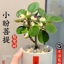 СԎϘ辰kҾGֲ͏dֲ҃ȶU[