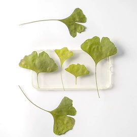 干花;拼插类玩具;科教玩具