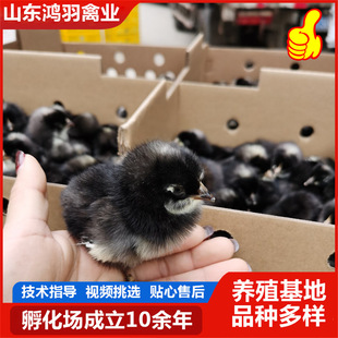 С�u���w���B�^�p�J���u �W�t�Ȍ��J�����w���������u����