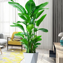 天堂鸟盆栽苗植物网红鹤望兰大型绿植净化空气办公室室内客厅北欧