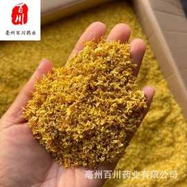 【批发】桂花茶 选桂花干批发 一斤广西食用桂花金桂花 无条件退