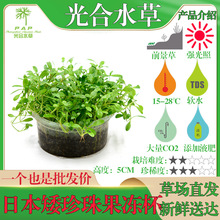 日本矮珍珠果冻杯鱼缸水草活体批发造景装饰水族箱观赏前景草草坪