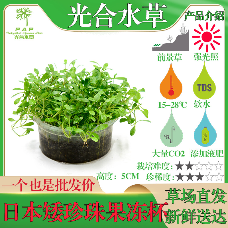 日本矮珍珠果冻杯鱼缸水草活体批发造景装饰水族箱观赏前景草草坪