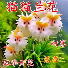 爆款热卖大花脸猫兰花满屋香浓香新款盆栽外形可爱清香芬芳除甲醛