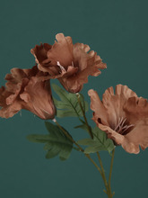 �͹Ž���ɫ������Y�üٻ���ˇ�������������b�c����