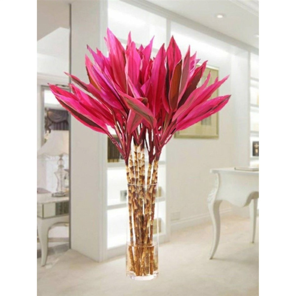 Lucky Bamboo Flowers and Plants Potted in Water to Purify the Air…