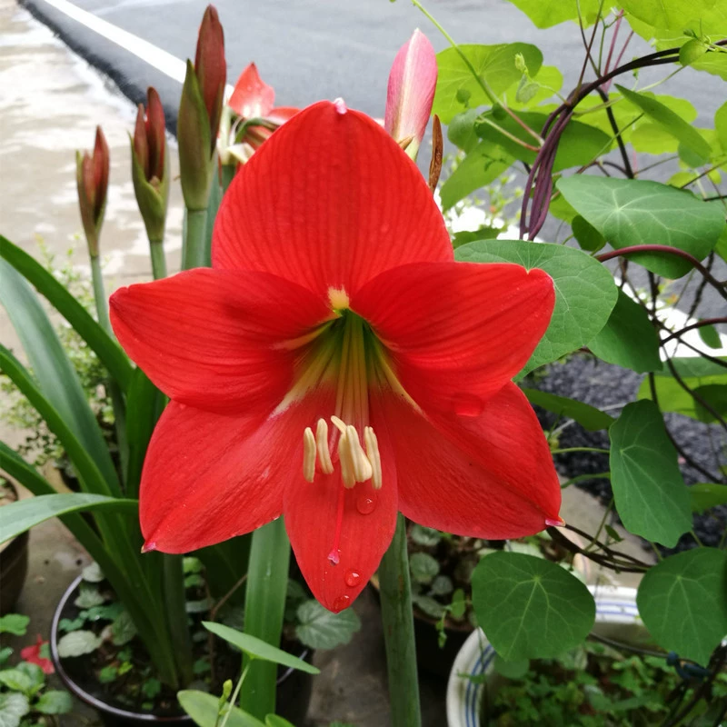 Чжу Динхун Красная Лампа Пара Лиан Нан Кливия Крытый Склеивание Бонсай Ту Чжу Семена Шариковая Лампа