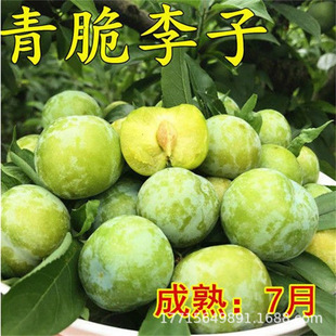 �������¼t�� �����t��������t��������� �޽��������ϱ����Nֲ