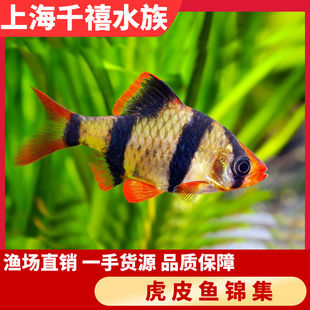 大型淡水觀賞魚圖片 海量高清大型淡水觀賞魚圖片大全 阿里巴巴