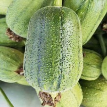 �O���z�ϷN�Ѻ��m�L�������r�z�ϷN���ļ��߲˷N���̨�Nֲ��ȫ