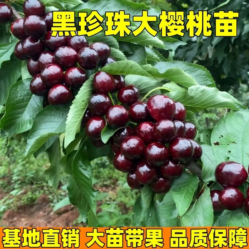 樱桃树苗南方北方庭院地栽特大果树苗盆栽黑珍珠樱桃树苗现挖现发