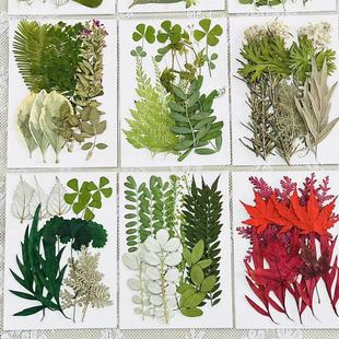 Dried Flower Embossed Wholesale True Leaf Plant Specimen Kindergarten Animal Sticker Handmade DIY Material Dried Flower Specimen