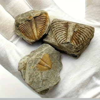 天然古生物化石昆虫原石三叶虫尾摆件考古水晶摆件石教学标本批发