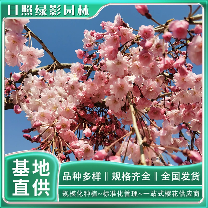 Восьмикратная красная плакучая ветка Саженцы вишни производственная посадка 6 см восьмикратная красная плакучая ветка Саженцы вишни цена