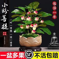 菩提樹鉢植え小盆栽菩提樹盆栽果物付き中国禅デスクトップ装飾品屋内クリエイティブグリーン植物