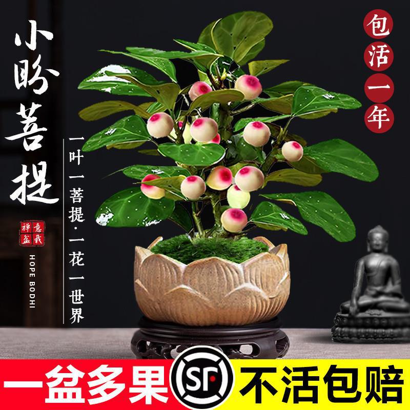 Bodhi Tree Potted Plant Xiaopan Bodhi Bonsai with Fruit Chinese Zen Desktop Ornaments Indoor Creative Easy-To-Grow Green Plants Bodhi Tree Potted Plant Xiaopan Bodhi Bonsai with Fruit Chinese Zen Desktop Ornaments Indoor Creative Easy-To-Grow Green Plants