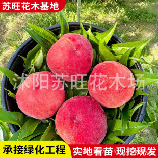 Late-Maturing Winter Peach Saplings Are Cold-Resistant Grafted Yellow Peach and Water-Tight Peach Saplings with Separated Kernels, Crispy and Sweet, Suitable for Planting in Pots or the Ground in Both Northern and Southern Regions