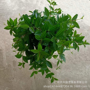 �ʯ��䣨���}���ݣ��^�~ֲ��͏d�̨�k��������С����