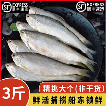 十里馋非干货赣榆新鲜黄鲫子黄鲫鱼油炸黄尖鱼烤子鱼海鲜特产油扣