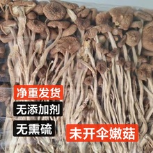 新货高山茶树菇干货无硫香菇煲汤食材商用不开伞散装大袋批发菌菇