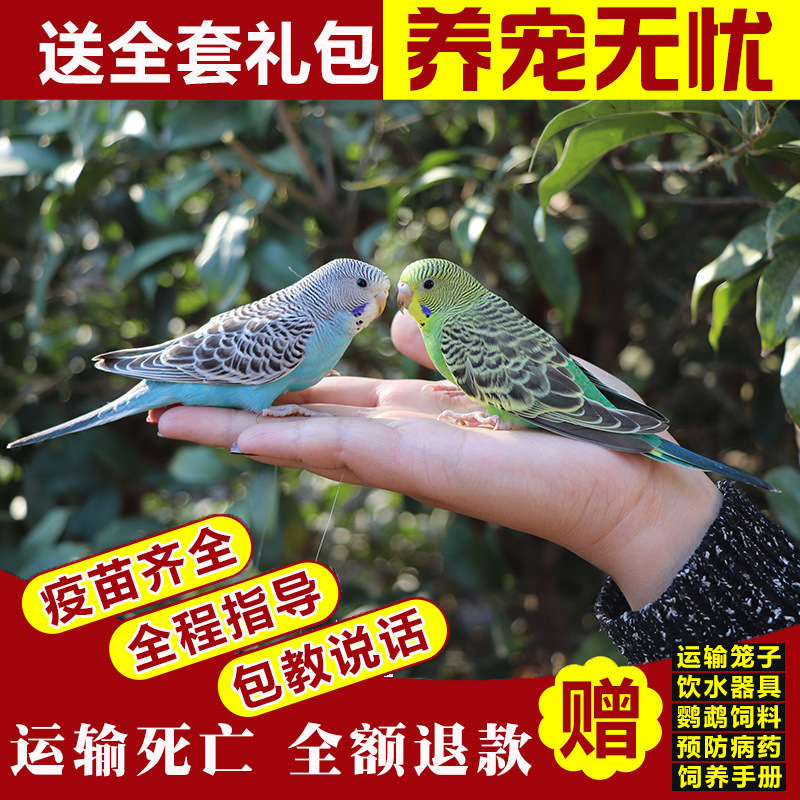生きたオウム、生きた鳥、セキセイインコ、話す鳥、ペットの鳥、雲の斑点、小さな飼い慣らされたオカメインコ、生きた鳥|undefined