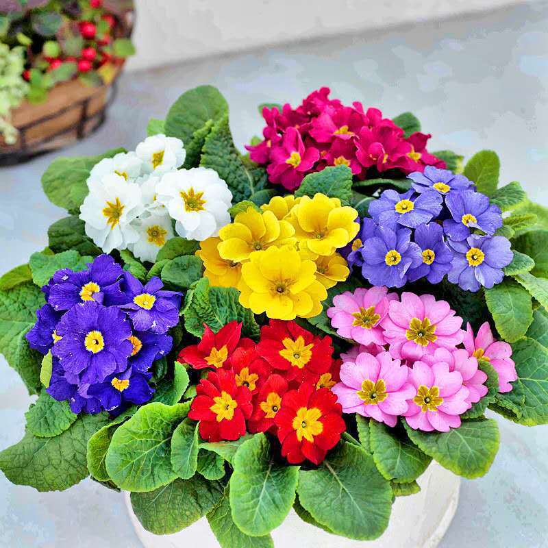 【跨境供货】报春花种子四季易活波斯菊花籽花卉种子耐寒庭院室外