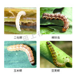 富美实 Кан -широкий хлорид бензоамид, продольный рис продольный бросок хлорофита хлорофита пестициды пестициды Пестициды 5G