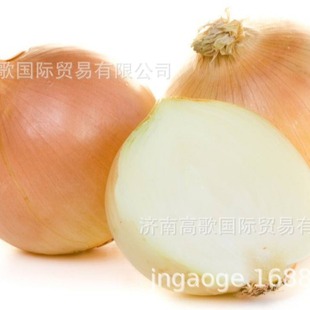 �S���L�ڹ��������S���[Yellow onion �gӭ�����xُ