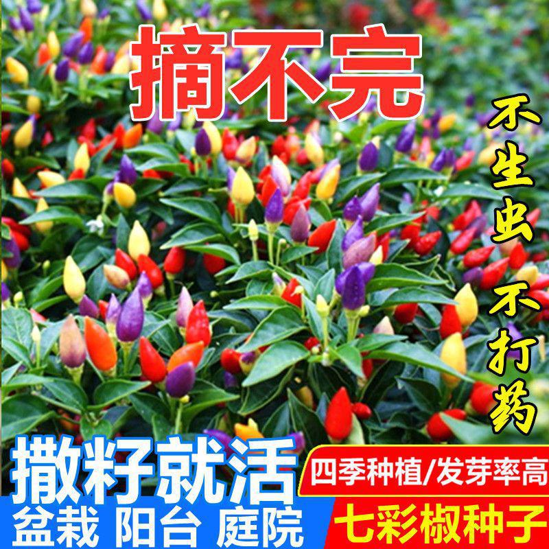 【48小时发货】七彩椒种子四季种五彩椒种子朝天椒辣椒种子高产辣