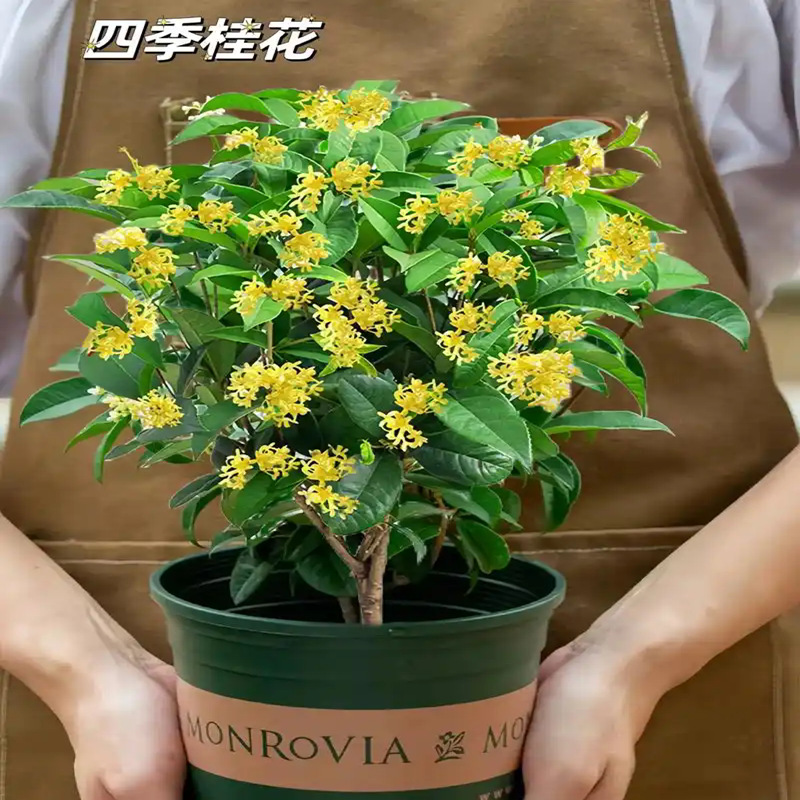 桂花树苗大树盆栽四季桂花卉阳台庭院室内开花金桂浓香老桩绿植物