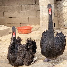 �����Z�������Z�����������Z���w�^�p�����w�����Z�N���Bֳ