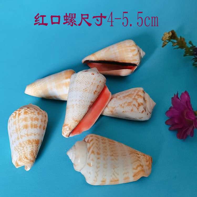 红口螺