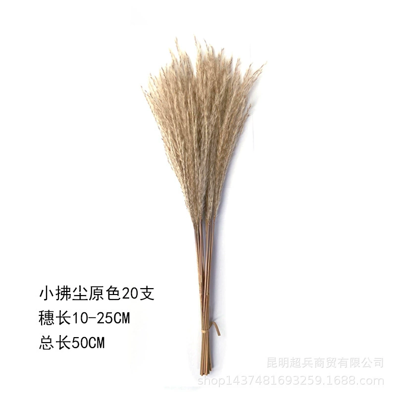 [50cm короткая коллекция Xiaofuchen] Маленький репа Xiaofuchen Panpas трава amazon внешняя торговля
