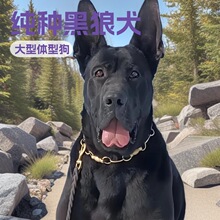 定制黑狼犬大型护卫犬防爆犬幼犬活体宠物狗狗伴侣犬工作犬狼狗