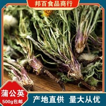 新鲜蒲公英中药材散装正品整颗浦公英茶干货婆婆丁埔公英泡水