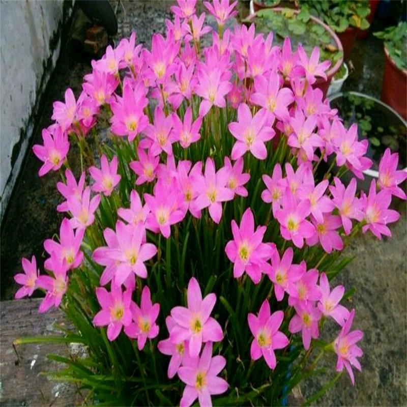 Фен ароматный Four Seasons Цветение Тяжелый лепесток луковицы дождевой орхидеи сад балкон цветы в горшках растения для выращивания легкого Порея