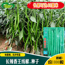 长辣椒香王辣椒籽 一代杂交早熟挂果集中易栽培辣椒蔬菜种子