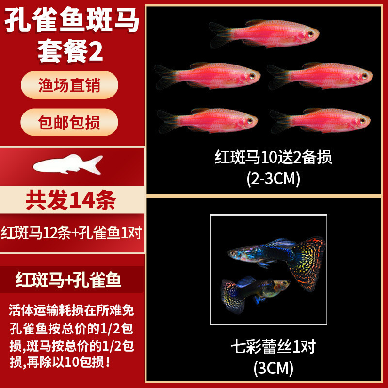 Lamko Fishは稚魚の飼育に適しており、生き残りやすい、淡水観賞魚、小さな孔雀、ゼブラフィッシュ、大型熱帯魚です。|undefined