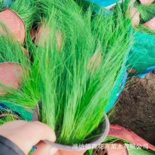 Thin-Stemmed and Leafy Cold-Resistant Florals and Plants Are Available in Large Quantities for Wholesale on Roof Balconies, Gardens, Urban Communities, and Ornamental Florals. Large Discounts Are Available