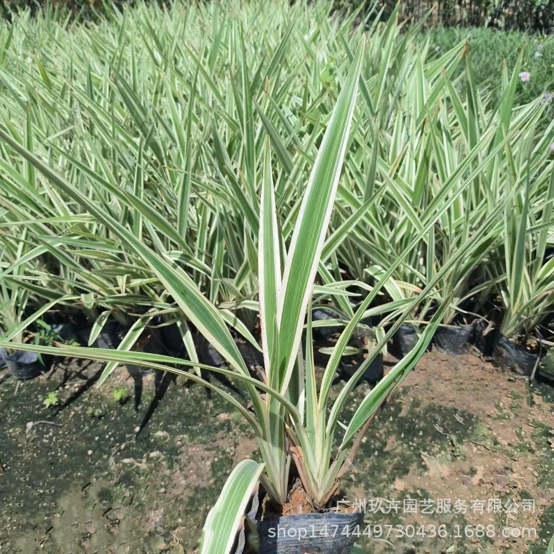 Горная трубка Орхидея 7 кг мешок почвопокровный покров рассада листва лекарственные растения клумба цветок зеркало парк пейзаж декоративные зеленые растения